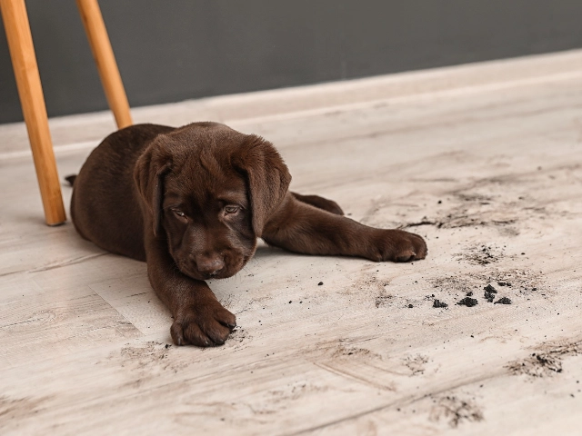 Vinyl care | GMD Surfaces
